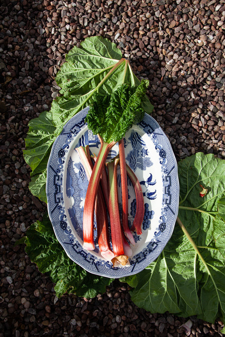 Rhubarb and Meringue Pie