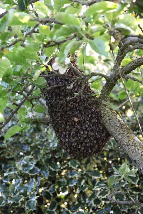 World Bee Day 2022