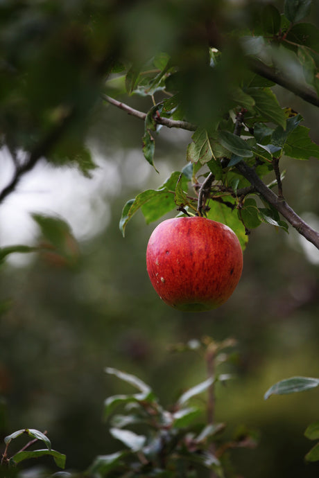 Bonfire Night Apple Cider